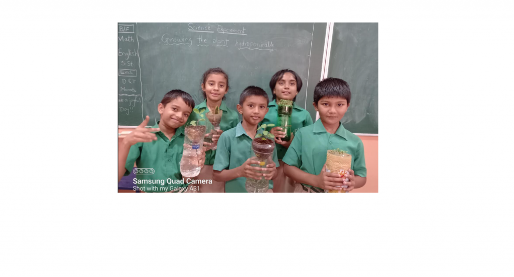 Hydroponic growth of plants science experiment